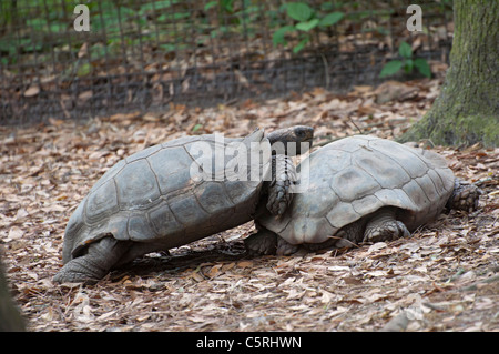 Santa Fe Teaching Zoo is part of Santa Fe College in Gainesville Florida. Burmese Brown Tortoise from SE Asia Manouria emys emys Stock Photo