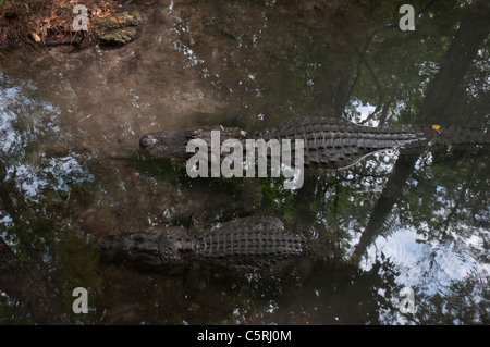 Santa Fe Teaching Zoo is part of Santa Fe College in Gainesville Florida. Two alligators in a pond. Stock Photo