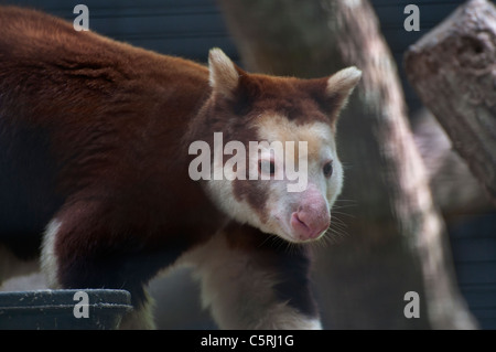 Santa Fe Teaching Zoo is part of Santa Fe College in Gainesville Florida.Matschie's Tree Kangaroo Stock Photo