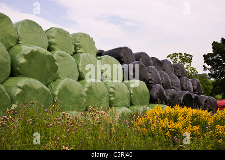 Silage bales on a farm in Yorkshire, showing both black and green plastic wrapping. Stock Photo