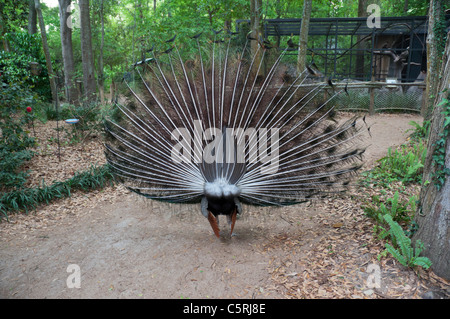 Santa Fe Teaching Zoo is part of Santa Fe College in Gainesville Florida.Peacock in display mode from the rear. Stock Photo