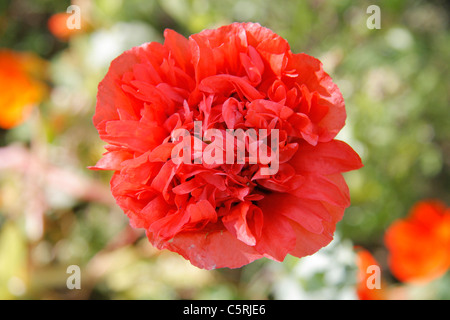 Shirley poppy flower double top view (Papaver). Stock Photo