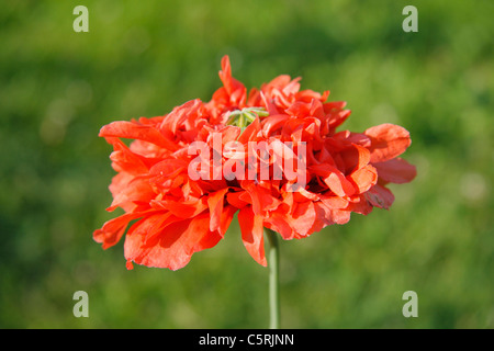 Poppy flower double 'Shirley' in the summer (Papaver). Stock Photo