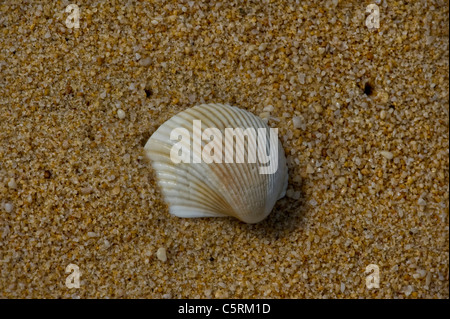 single cockle shell on a beach Stock Photo