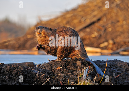 An adult beaver sitting on his dam in the warm evening light. Stock Photo