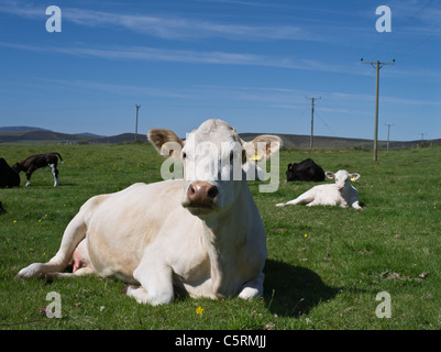 dh Scotland beef Cows ANIMALS UK British Cow calf cross laying farming cattle sitting in down field sit Stock Photo