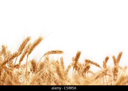 Wheat ears isolated on white. Stock Photo