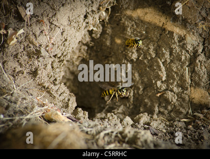 Common Wasps Yellow Jackets (Vespula vulgaris) leaving a ground mud nest Stock Photo