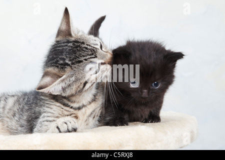 Domestic cats, Two kittens on cat tree Stock Photo