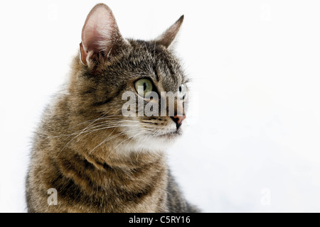 Domestic cat, portrait, close-up Stock Photo