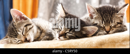 Domestic cats, kittens sleeping, portrait Stock Photo