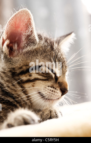 Domestic cat, kitten sleeping, portrait, close-up