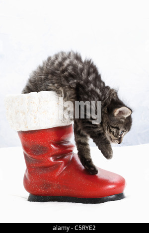 Domestic cat, kitten in santa claus boot, side view