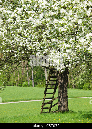 Peer in bloom Austria Lower Austria Mostviertel Stock Photo Alamy