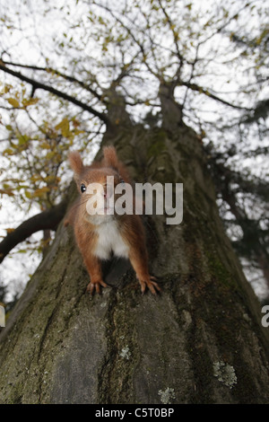 Germany, Munich, Close up of european red squirrel on tree Stock Photo