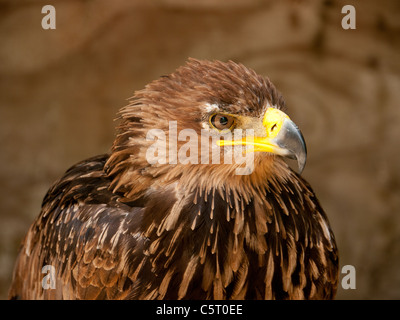 Saker Falcon in the Falconry Center, Morton-in-Marsh, United Kingdom Stock Photo