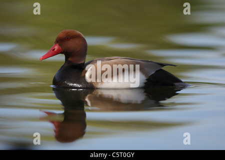 Germany, Munich, Close up of red-crested pochard swimming in water Stock Photo