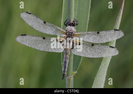 Germany, Murnau, Close up of male four-spotted chaser on stem Stock Photo