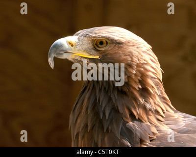 Golden Eagle, in the Falconry Center, Morton-in-Marsh, UK Stock Photo