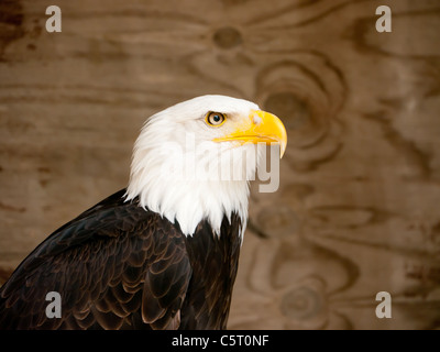 Bald Eagle in the Falconry Center, Morton-in-Marsh, United Kingdom Stock Photo