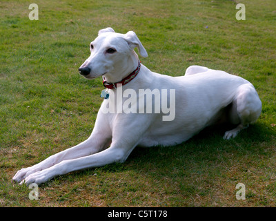 White Lurchur crossed with a Saluki in Weybridge, Surrey, United Kingdom Stock Photo