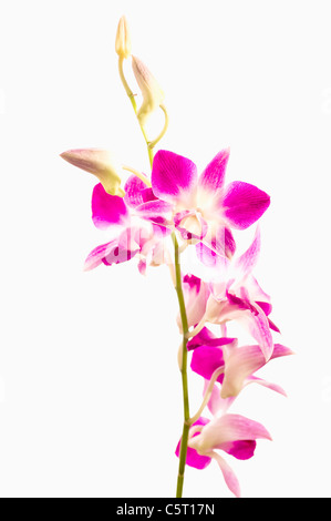 Close up of pink orchid against white background Stock Photo