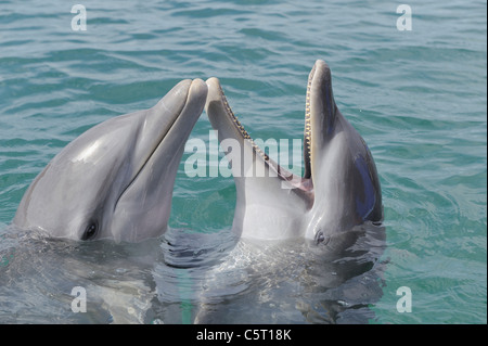 Latin America Honduras Bay Islands Department Roatan Caribbean Sea Close up of two bottlenose dolphins swimming in seawater