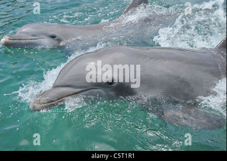 Latin America Honduras Bay Islands Department Roatan Caribbean Sea Close up of two bottlenose dolphins swimming in seawater