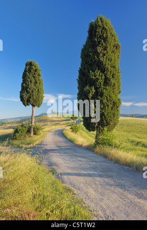 Italy, Tuscany, Province of Siena, Monte Amiata, Val d'Orcia, Pienza, View of cypress trees along dirt road Stock Photo