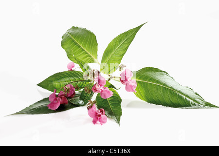 Himalayan Balsam flower (Impatiens glandulifera)