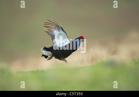Black grouse Tetrao tetrix An adult male leaps in the air and calls as it displays on an open moorland at dawn. Scotland, UK Stock Photo
