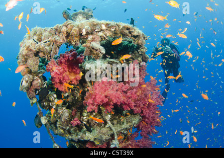 Coral growth on the buoy wreck structure, Nuweiba, Egypt, Sinai, Red Sea Stock Photo
