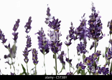 Lavender (Lavandula angustifolia), close-up Stock Photo