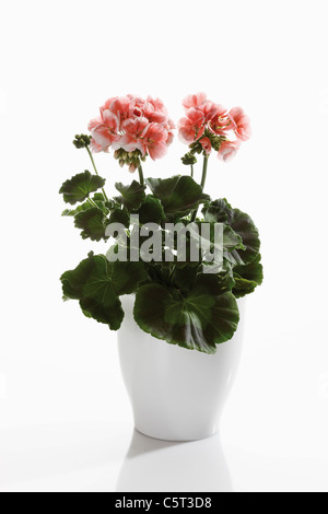 Geranium flowers  (Pelargonium) in flower pot Stock Photo
