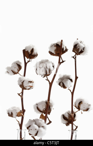 Cotton plant (Gossypium), close-up Stock Photo