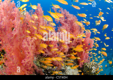 Coral with school of Anthia fish, Nuweiba, Red Sea, Sinai, Egypt Stock Photo