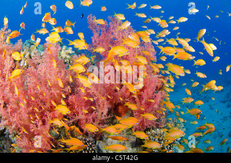 Coral with school of Anthia fish, Nuweiba, Red Sea, Sinai, Egypt Stock Photo