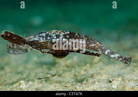 Pair of ghost pipefish, Nuweiba, Red Sea, Sinai, Egypt Stock Photo