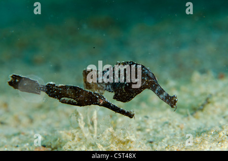 Pair of ghost pipefish, Nuweiba, Red Sea, Sinai, Egypt Stock Photo
