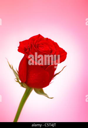 single bright red rose over pink background Stock Photo