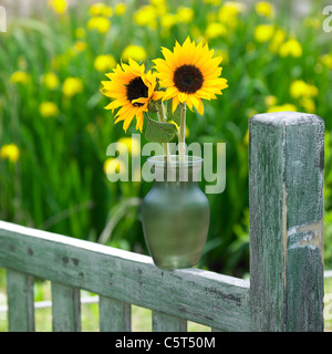 Sun flowers in a vase in the garden Stock Photo