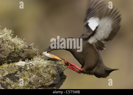 BLACK GUILLEMOT Cepphus grylle An adult lands on a lichen covered rock with a large fish. July.  Shetland Islands, Scotland, UK Stock Photo