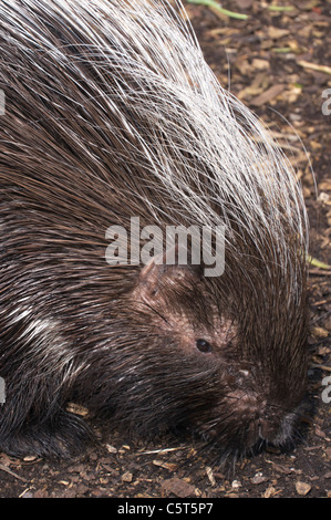 Five Sisters Zoo, Polbeth, near Livingston, Scotland - porcupine ...