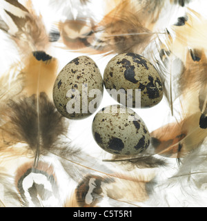 Quail eggs with feathers Stock Photo