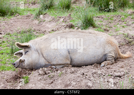 The Bowland Wild Boar Park is a tourist attraction that lies in a remote area of Bowland near Chipping in Lancashire, UK. Stock Photo