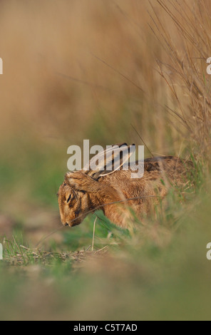 BROWN HARE Lepus europaeus Profile of an adult washing its ears whilst resting in a field margin. Derbyshire, UK Stock Photo