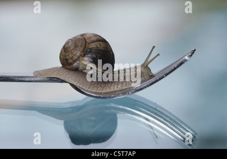 Snail on a fork Stock Photo