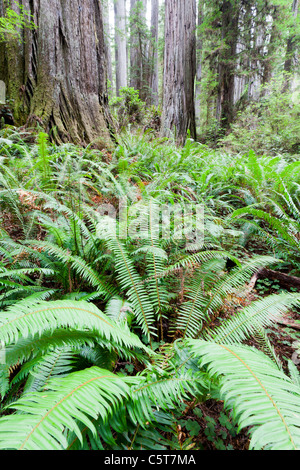 Redwood Trees and ferns on Boy Scout Tree Trail California USA Stock Photo