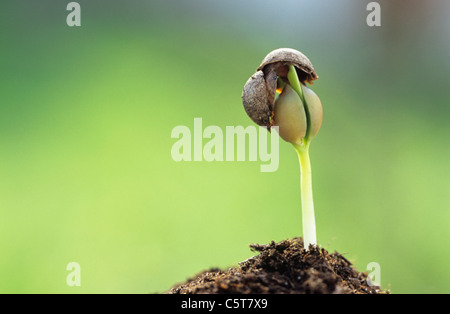 Sprout Stock Photo
