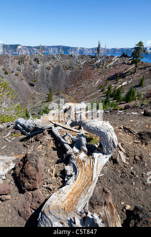 Dead tree on the rim of the Wizard Island Caldera at Crater Lake Oregon USA Stock Photo